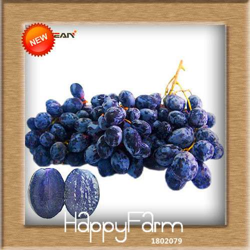 Grape Seeds - 12 Varieties, Sweet Kyoho, Natural Growth for Home Gardening | Premium Fruit Seeds