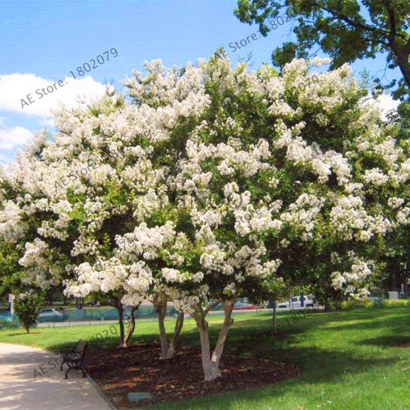 Crape Myrtle Seeds - Perennial Flowering Shrub for Home Garden, Yard & Outdoor Planting (Lagerstroemia)