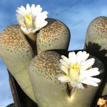 Rare Lithops Seeds - Living Stone Succulent Mix for Mini Garden, Bonsai & Assorted Flower Planting | Fast US Shipping