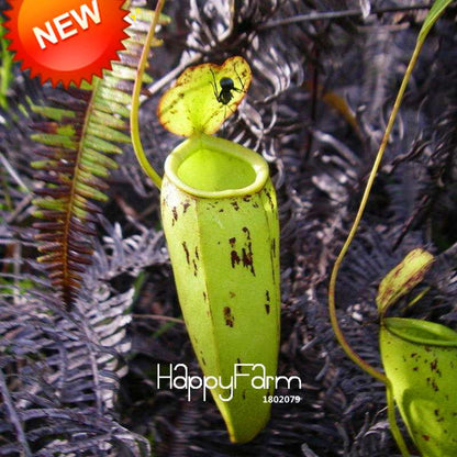 Nepenthes Seeds - Carnivorous Bonsai Plants for Balcony, Potted, Home Garden (11 Varieties)