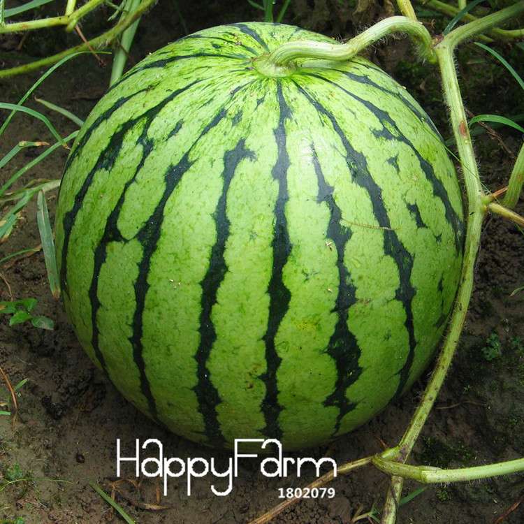 Fresh Watermelon Seeds for Planting - Sweet, Juicy & Easy to Grow - Bonsai or Garden