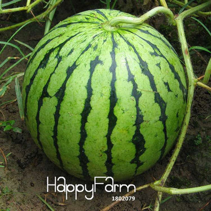 Fresh Watermelon Seeds for Planting - Sweet, Juicy & Easy to Grow - Bonsai or Garden