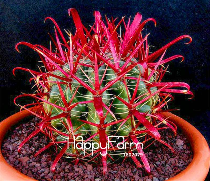 Red Barrel Cactus Seeds - Easy to Grow Potted Flowers for Home & Garden Planting
