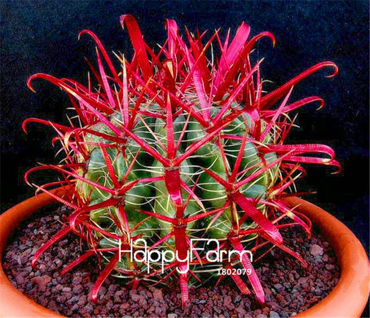 Red Barrel Cactus Seeds - Easy to Grow Potted Flowers for Home & Garden Planting
