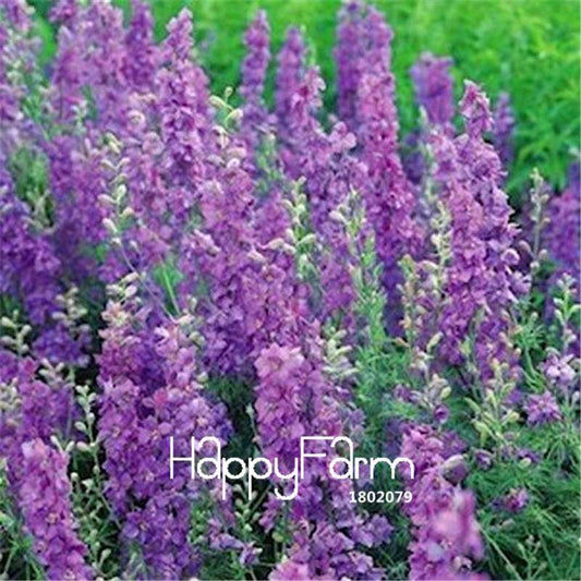 Larkspur Lilac Spire Seeds - Easy to Grow Potted Flowers for Home Garden | Fast Blooming