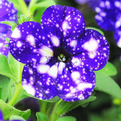 Night Sky Petunia Seeds - Blue & Pink Flowers for Home, Courtyard, Bonsai | Easy-Grow Garden Seeds