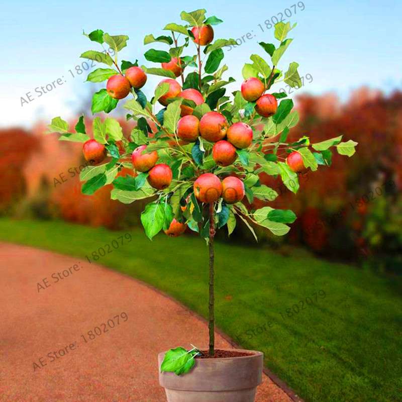Dwarf Bonsai Apple Tree Seeds - Mini Fruit Seeds for Home Garden Planting | Fast-Growing