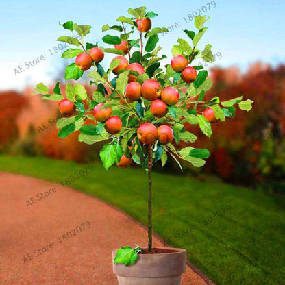 Dwarf Bonsai Apple Tree Seeds - Mini Fruit Seeds for Home Garden Planting | Fast-Growing