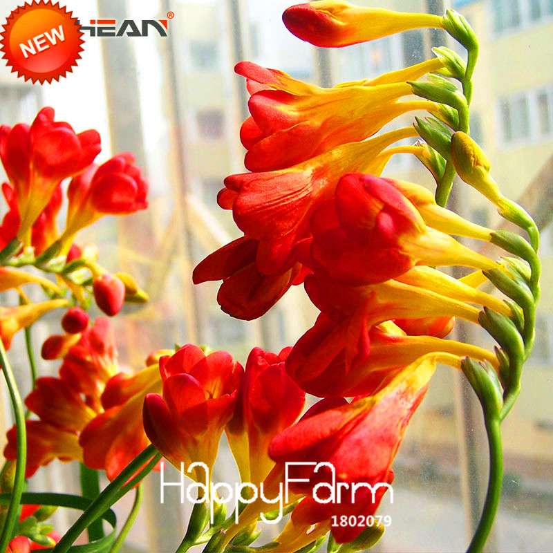 Buy Red Freesia Seeds - Perennial Flower Seeds for Garden & Pots | Free Shipping
