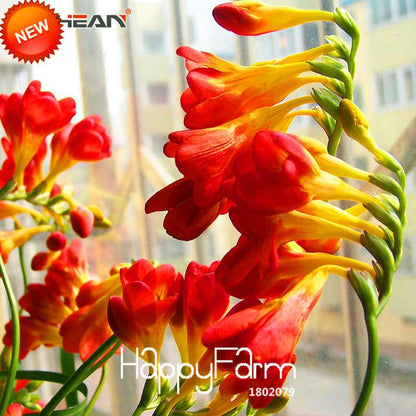 Buy Red Freesia Seeds - Perennial Flower Seeds for Garden & Pots | Free Shipping