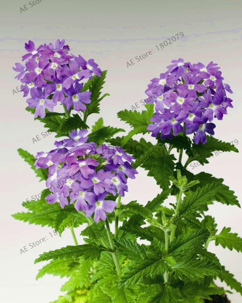 Verbena Seeds for Planting - Easy to Grow Potted Flowers, Bonsai Garden Seeds for Home & Outdoors
