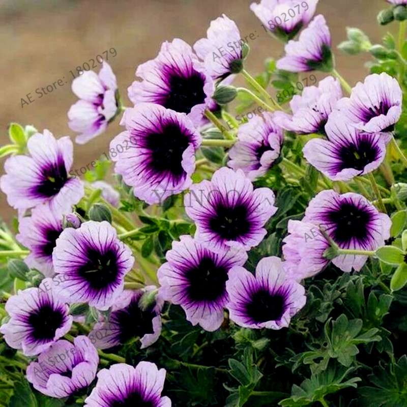 Rare Mixed Color Geranium Seeds - Vibrant Variegated Potted Flowers for Garden & Bonsai | Fast Shipping