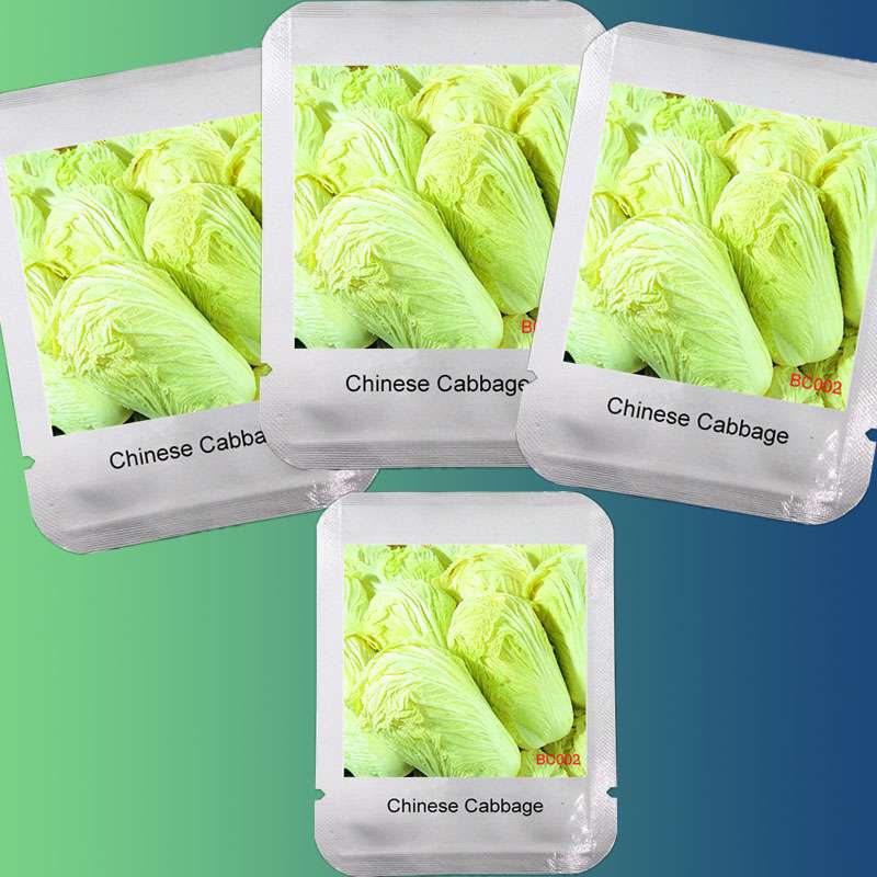 Easy-Grow Chinese Cabbage Seeds | Nutritious Brassica Pekinensis | Fast-Growing Vegetable Seeds