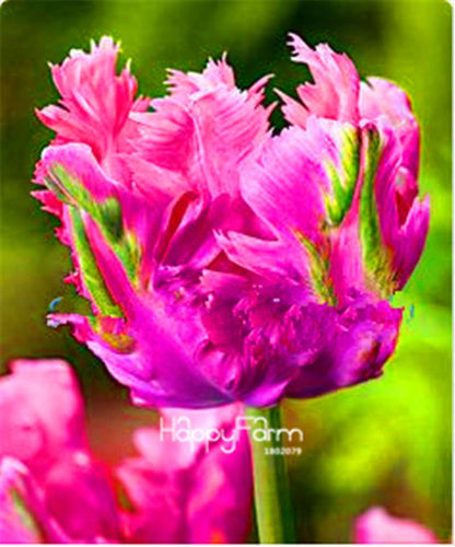 Dutch Tulip Flower Seeds - Potted Bonsai for Home & Garden Planting