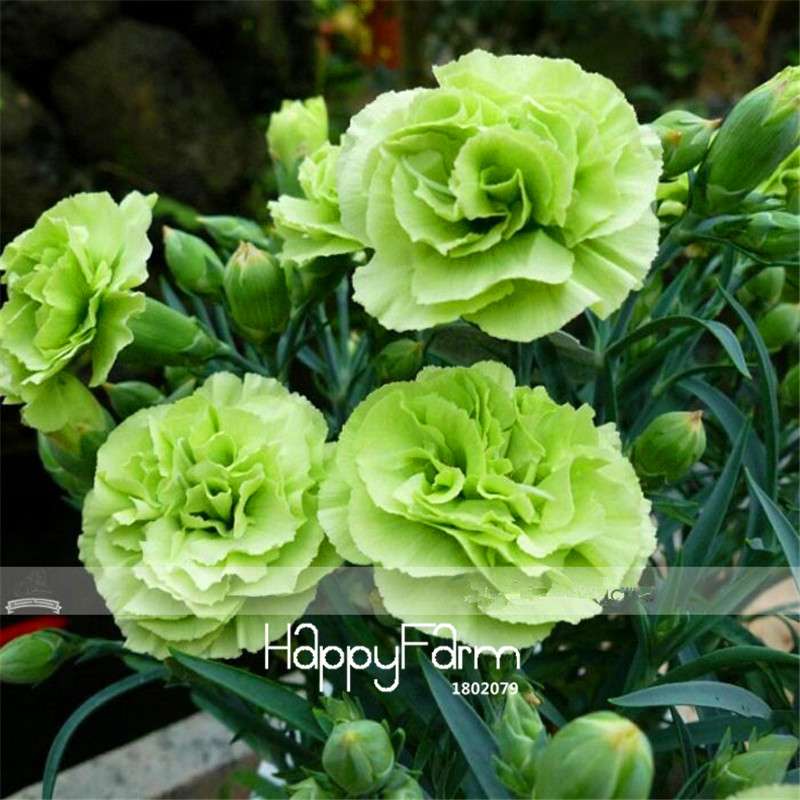 Carnation Seeds - 23 Rare Colors Including Black, Blue & Purple | Dianthus Caryophyllus Pack