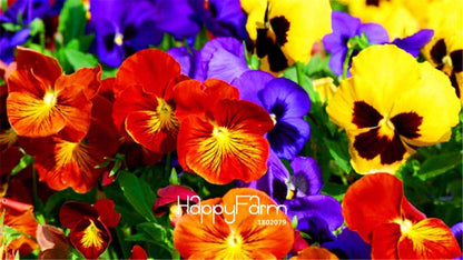 Viola Tricolor Pansy Seeds - Colorful Bonsai Flowers for Home Garden Planting DIY (Fast Shipping)