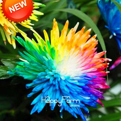 Rare Rainbow Chrysanthemum Seeds - Vibrant Color DIY Home Garden Flowers