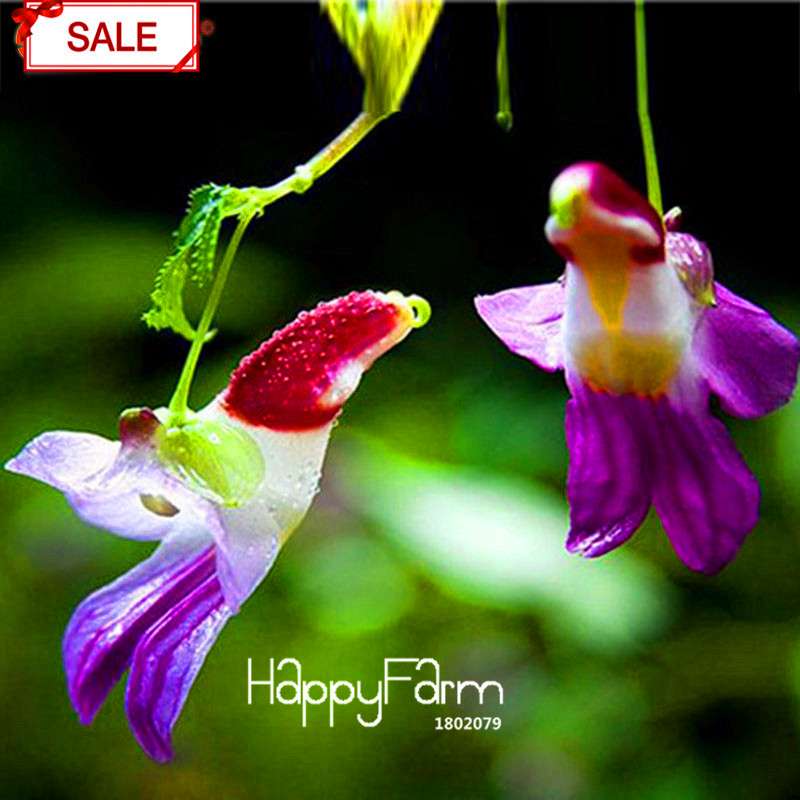 Rare Parrot Orchid Seeds - Exotic High-Grade Bonsai Flower for Home Garden