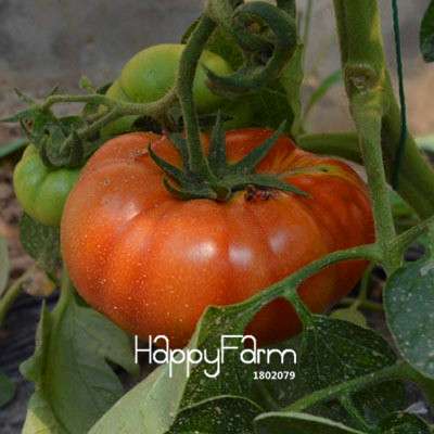 Organic Yellow Pear Tomato Seeds for Home Garden - Non-GMO, Heirloom, Easy Grow