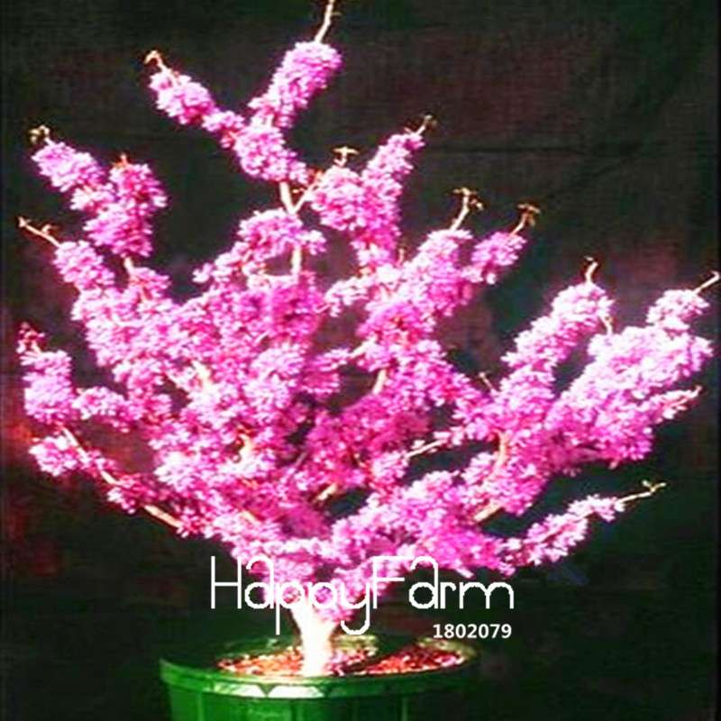 Redbud Tree Seeds - Cercis Chinensis Bonsai, Potted Plants for Home & Garden (Fast Growth, Easy Care)