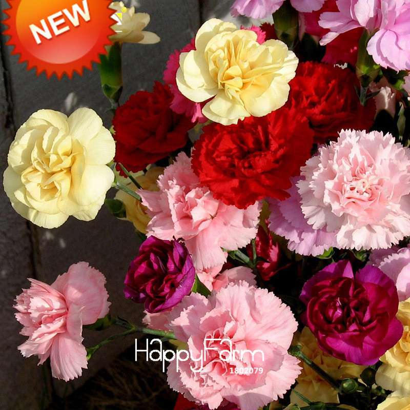 16 Colors Dianthus Caryophyllus Flower Seeds, Balcony Potted Garden Plants, Carnation Seeds for Home & Courtyard