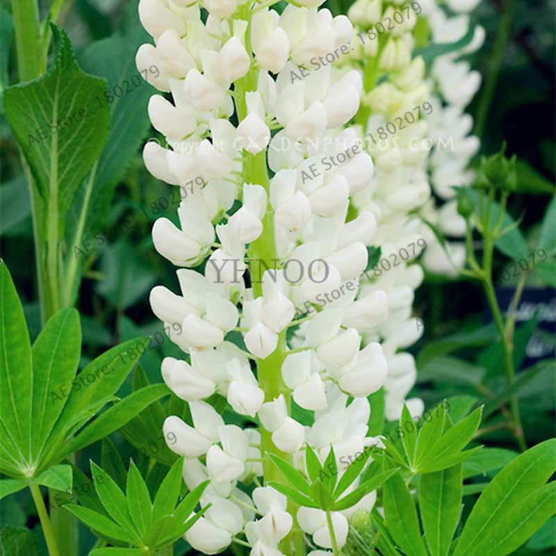 Rainbow Lupine Seeds - Colorful, Easy to Grow Flower Seeds for Garden | Fast Shipping