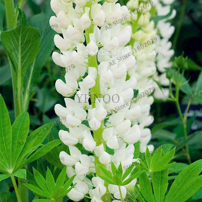 Rainbow Lupine Seeds - Colorful, Easy to Grow Flower Seeds for Garden | Fast Shipping