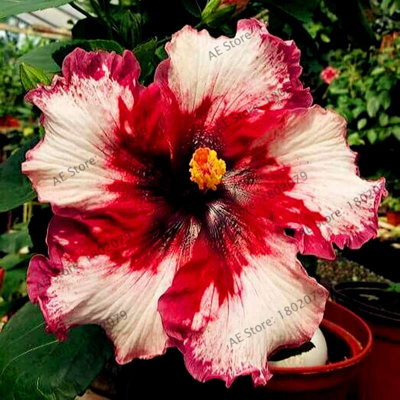 24-Color Giant Dinnerplate Hibiscus Seeds - Perennial Flower for Home, Bonsai & Garden Planting