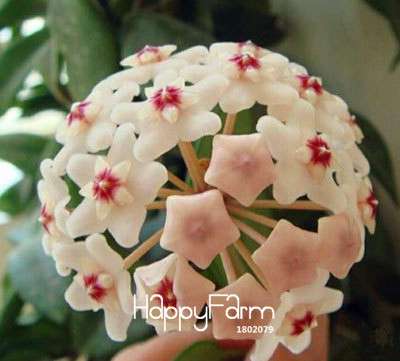 Buy Hoya Carnosa Seeds - for Home Garden, Potted Flower Seeds, Easy to Grow