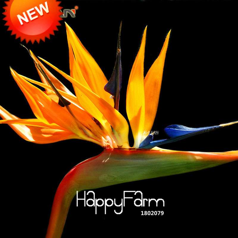 Exotic Strelitzia Seeds - Bird of Paradise Flower, Indoor/Outdoor Perennial Garden Plants