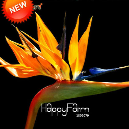 Exotic Strelitzia Seeds - Bird of Paradise Flower, Indoor/Outdoor Perennial Garden Plants