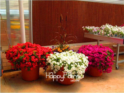 Fishing Petunia Seeds - Easy to Grow, Vibrant Hanging Flowers for Garden & Bonsai | Fast Shipping