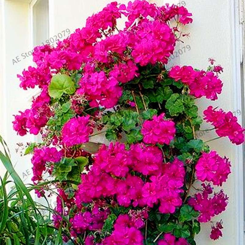 Rare Mixed Color Geranium Seeds - Vibrant Variegated Potted Flowers for Garden & Bonsai | Fast Shipping