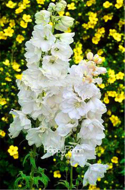 Rocket Larkspur Seeds - Easy-Grow Delphinium Flowers for Home Garden & DIY Potted Bonsai