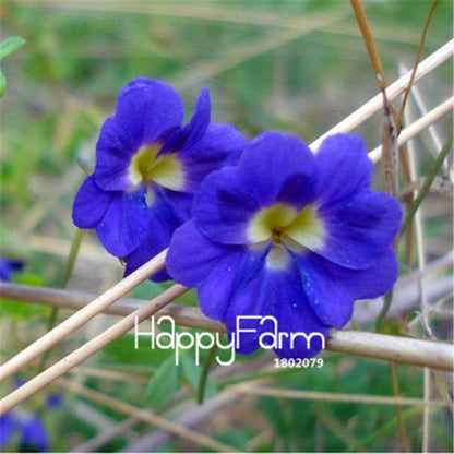 Rare Hanging Nasturtium Seeds - Vibrant Climbing Flowers for Garden & Containers