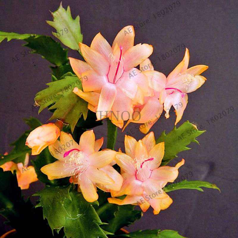 Mixed Color Christmas Cactus Seeds - Schlumbergera Bonsai Plant for Home & Garden Planting