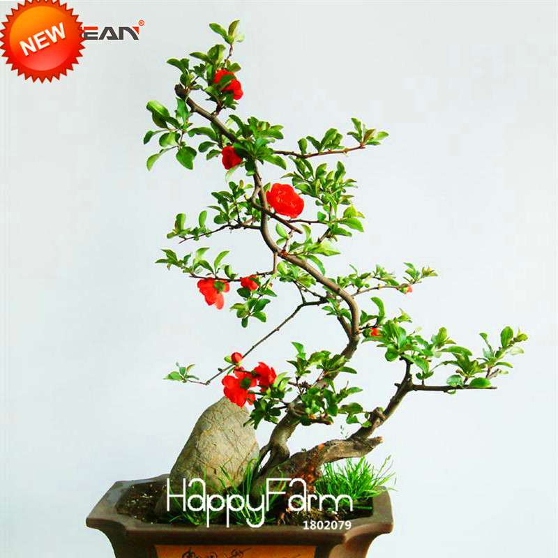 Begonia Flower Seeds - True Malus Spectabilis, Potted Bonsai Plant Seeds for Home Garden