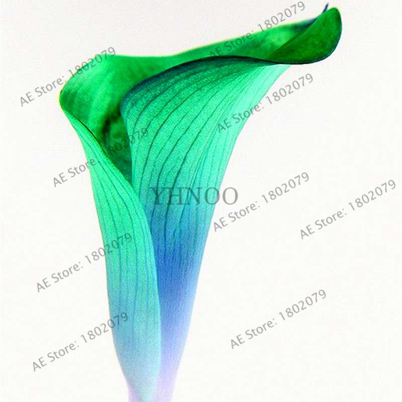 Calla Lily Seeds - Rare Perennial Bonsai Plant for Home, Garden & Wedding Bouquets | Gift Flowers