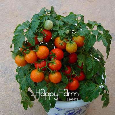 Organic Chocolate Black Tomato Seeds - for Home Garden, Non-GMO Heirloom Vegetable Seeds