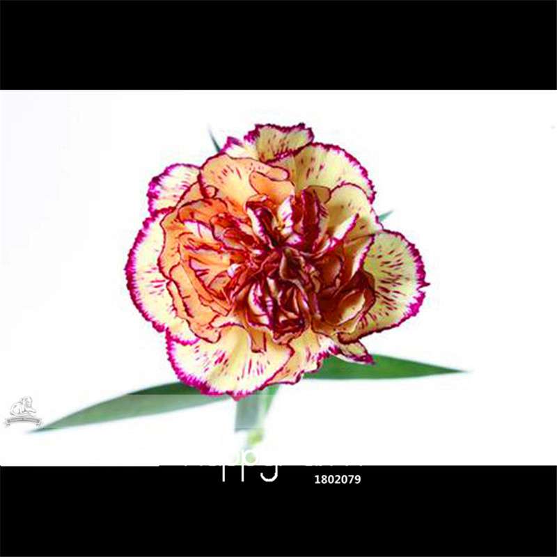 Carnation Seeds - 23 Rare Colors Including Black, Blue & Purple | Dianthus Caryophyllus Pack