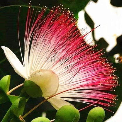 Exotic Bonsai Flower Seeds for Home Decor - Rare & Beautiful Varieties | Fast US Shipping