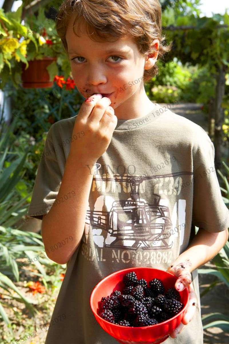 Organic Blackberry & Raspberry Seeds - Sweet, Stratified for Home Garden, Bonsai, Creepers | Non-GMO Fruit Seeds