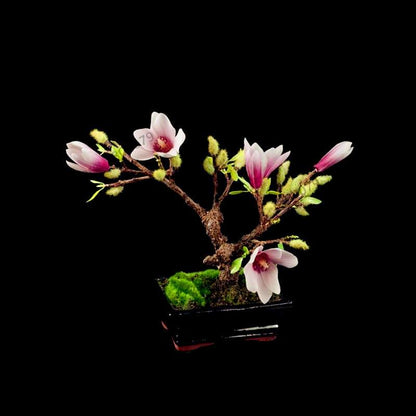 Magnolia Seeds for Planting - Beautiful Bonsai Flower Seeds, Easy to Grow for Home & Garden