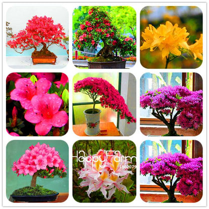 Azalea Flower Seeds - Vibrant Indoor Bonsai Plants for Home & Garden | Easy to Grow