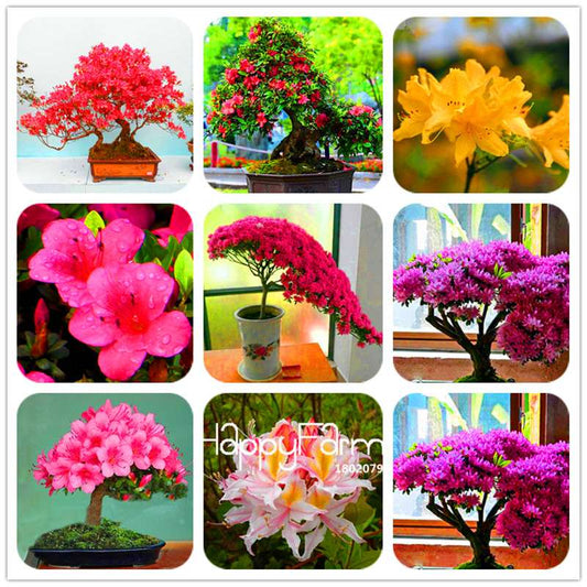 Azalea Flower Seeds - Vibrant Indoor Bonsai Plants for Home & Garden | Easy to Grow