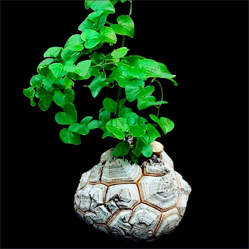 Dioscorea Elephantipes Seeds - Exotic Bonsai Plant for DIY Home Garden