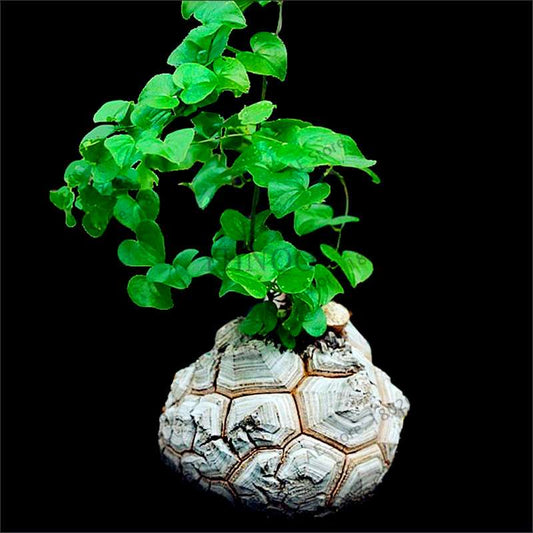 Dioscorea Elephantipes Seeds - Exotic Bonsai Plant for DIY Home Garden
