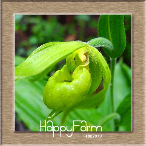 18 Color Orchid Seeds - Cypripedium & Paphiopedilum Bonsai Flower Seeds, Exotic Home Garden Planting