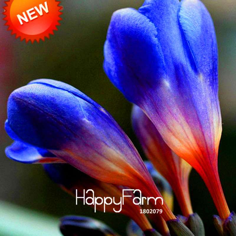 Premium Purple Freesia Seeds - Vibrant Orchid-Like Blooms for Home Garden