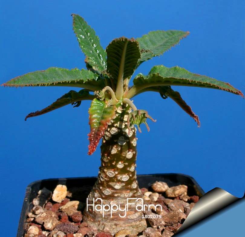 Rare Giant Cactus Flower Seeds - Heat Tolerant Succulent Perennial Plants for Home & Garden
